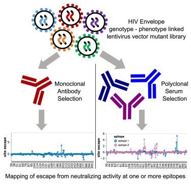 Graphic, HIV deep mutational scanning